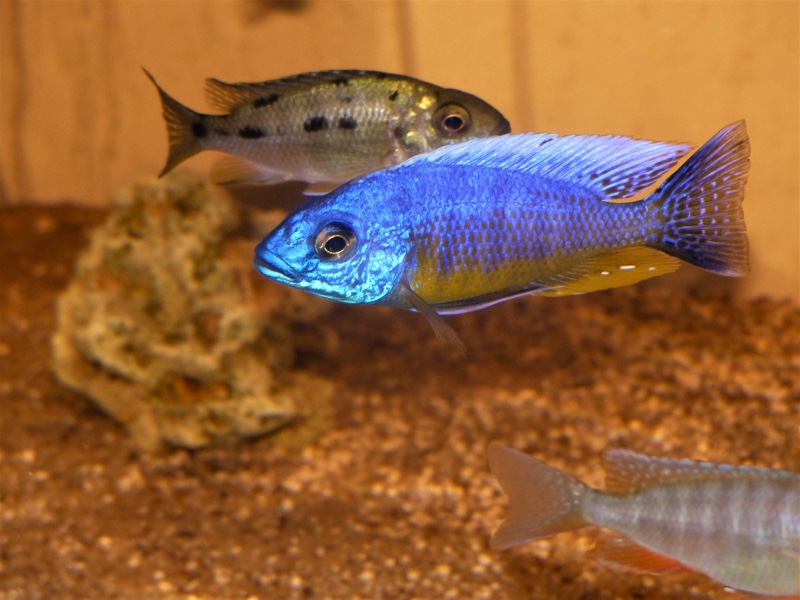 Protomelas sp. 'spilonotus tanzania'